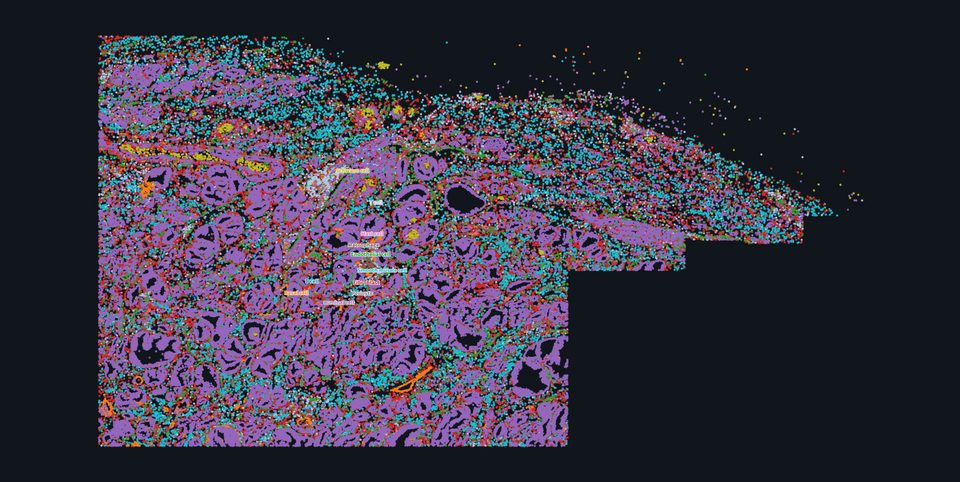 Spatial map coloured by cell type
